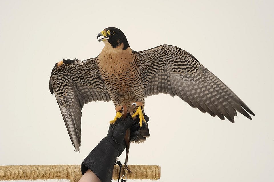 Hayabusa showing off her beautiful plumage at the Draper Natural History Museum.