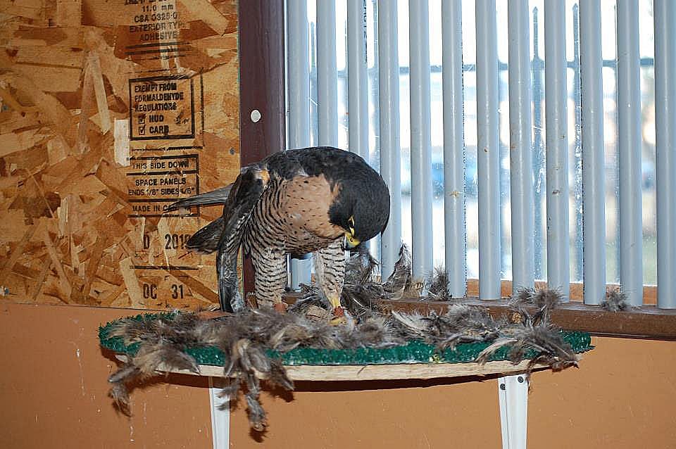 Hayabusa enjoys a pheasant dinner at the Buffalo Bill Center of the West.