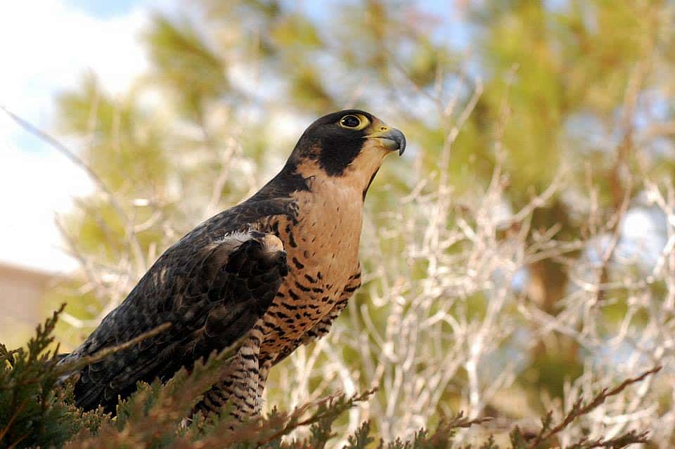 Hayabusa, Our Peregrine Falcon, Posing at a Photo Shoot