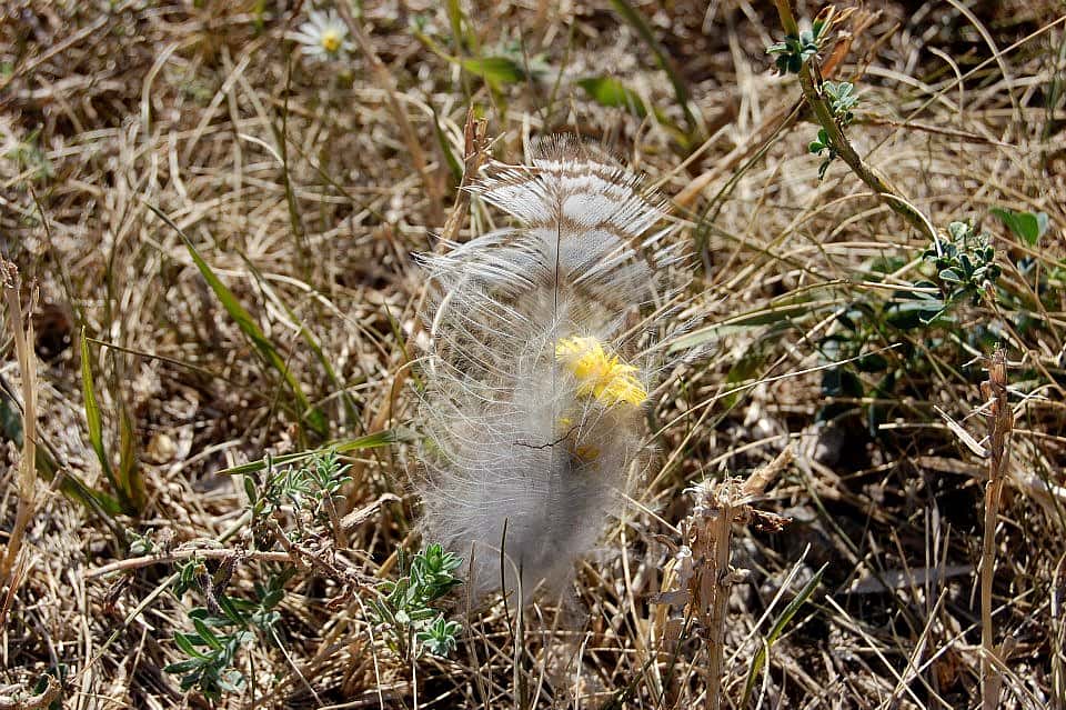 Feather in grass