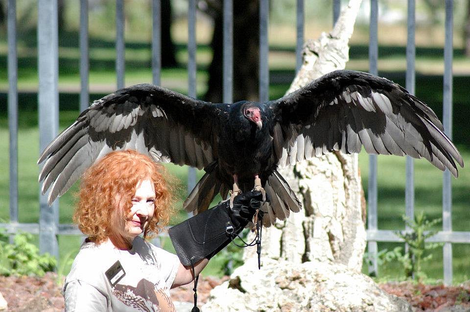 Suli, the turkey vulture, showing off at the Greater Yellowstone Raptor Experience