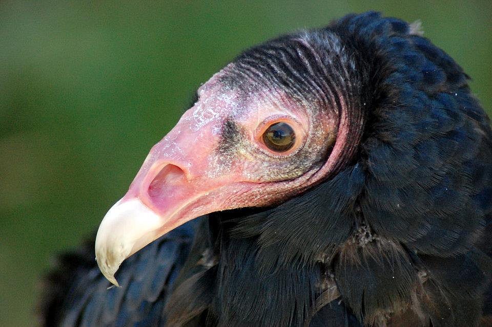 Suli, the turkey vulture, poses for the camera at the Greater Yellowstone Raptor Experience