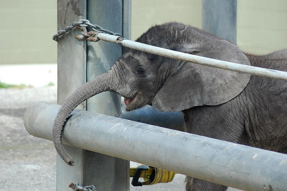 We got to go behind the scenes to see cool things - like this baby elephant!