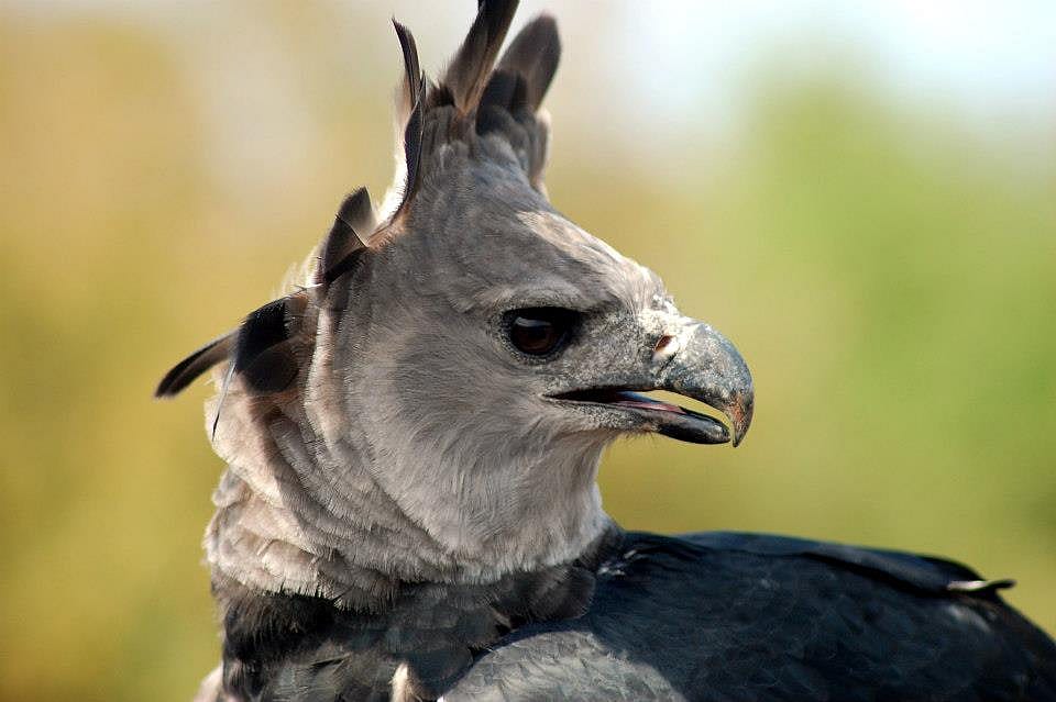 These birds have long feathers on their heads that they can put up or down. When looked at head on they often resemble owls.