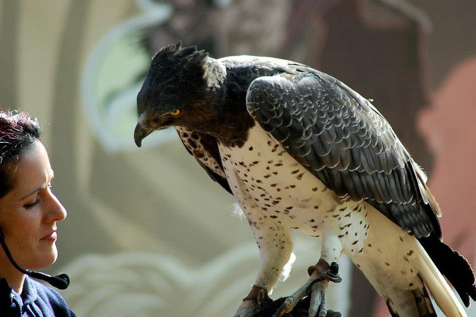 Martial Eagle - WAY cool ending for a great bird show!