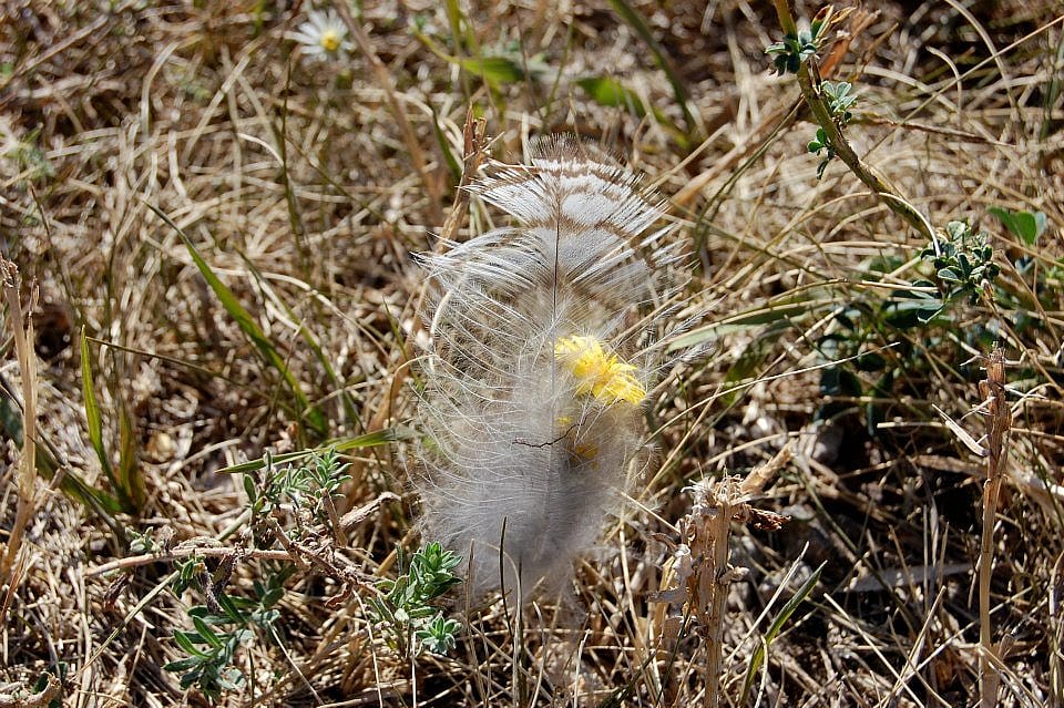 Feather in grass