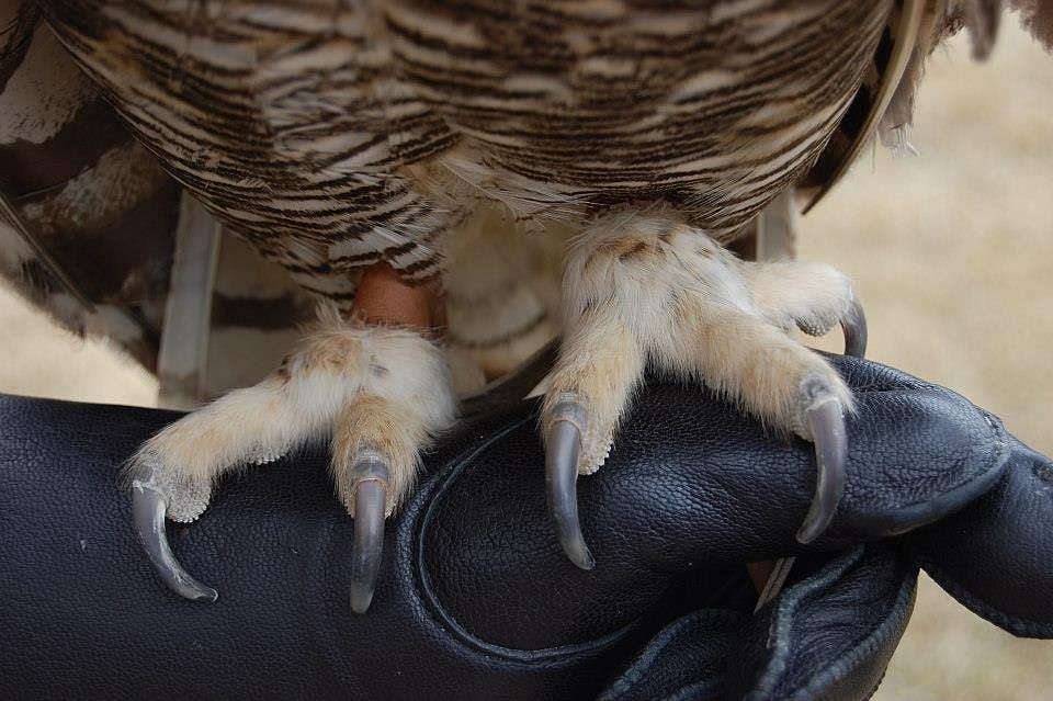 The Feathered Feet of a Great Horned Owl