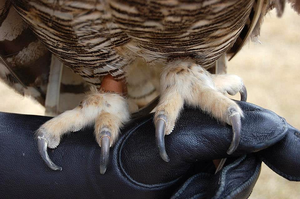 Great Horned Owl's feet as it perches on a glove.