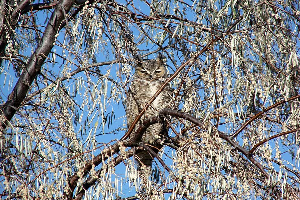 Wild Great-horned Owl In a Russian Olive Tree near the Buffalo Bill Center of the West in Cody, WY