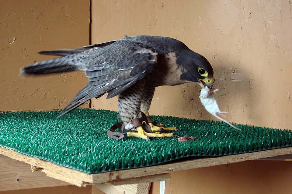 Haya feeding on a commercially raised mouse that came to us frozen.