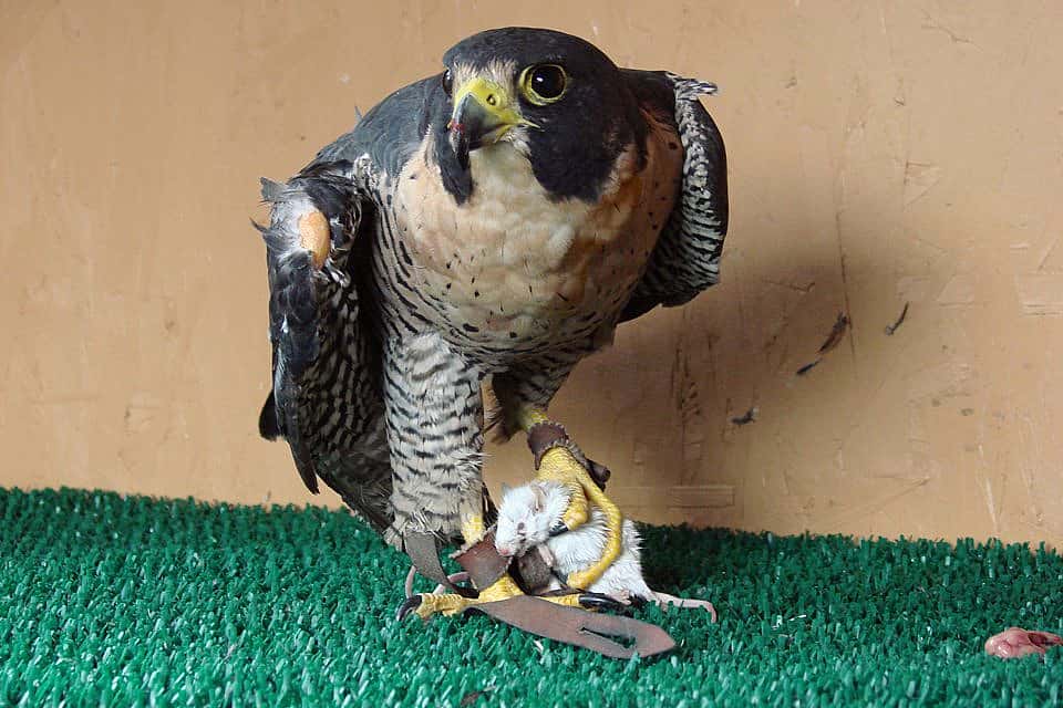 Hayabusa dining on a mouse.
