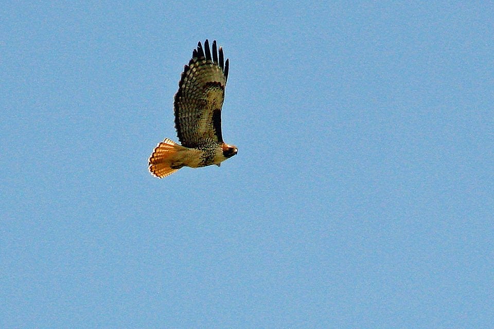 Red-tailed hawk in the wild.