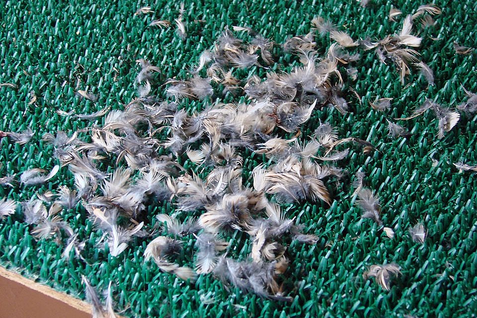 Left over feathers from Hayabusa’s meal at the Buffalo Bill Center of the West Greater Yellowstone Raptor Experience