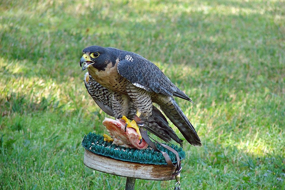 Haya on an outside perch, with a beef bone Melissa gave her for extra stimulation and a yummy treat.