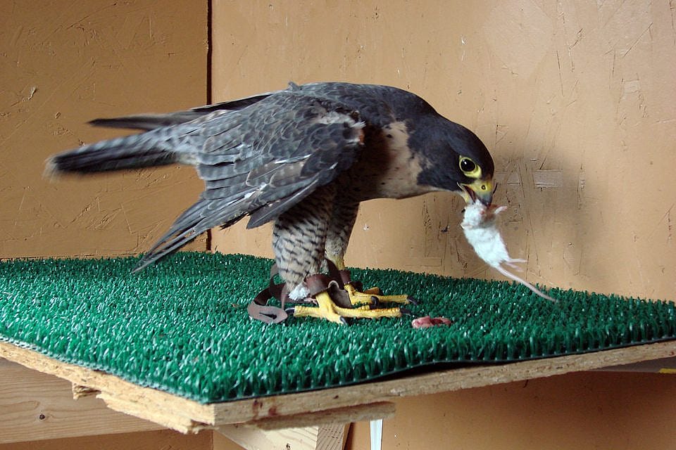 Haya feeding on a commercially raised mouse that came to us frozen.