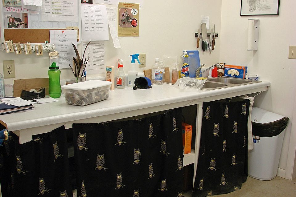 The sink and counter in the workroom at the Raptor Experience, where we cut up the needed portions of food.