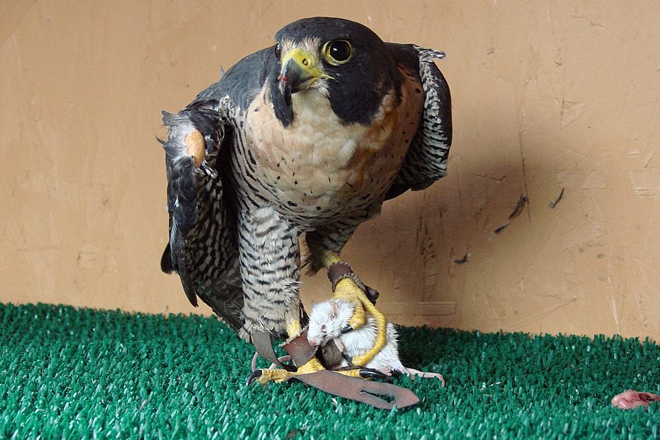 Hayabusa dining on a mouse.