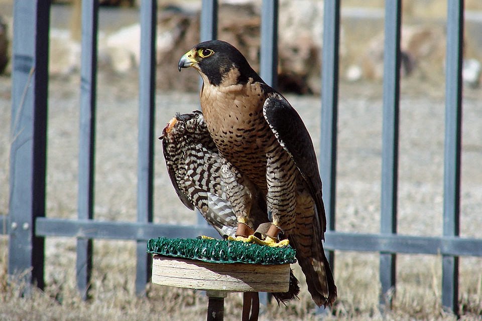 Hayabusa enjoying outside time in our weathering yard. 