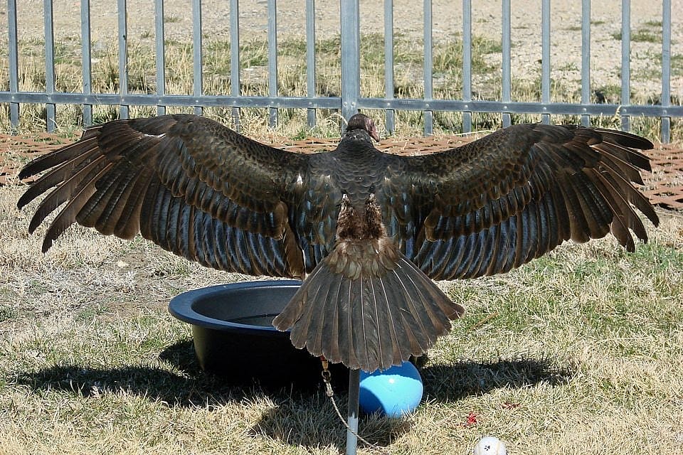 Suli shows off the subtle blue colors in her wings at the Greater Yellowstone Raptor Experience