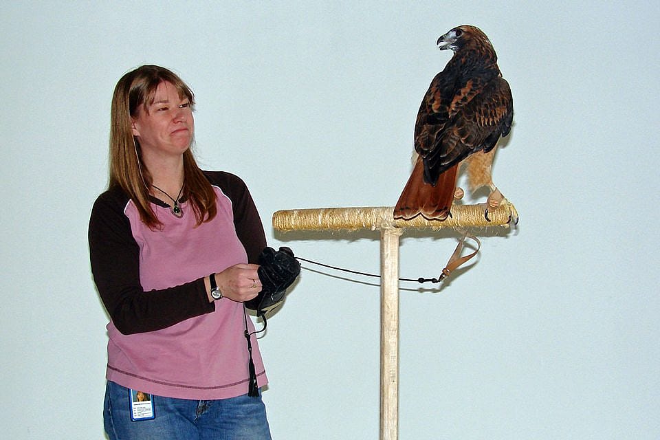 Melissa Hill, the Draper Museum Raptor Experience's Live Raptor Program Manager with Isham, our red-tailed Hawk at a photo shoot. 