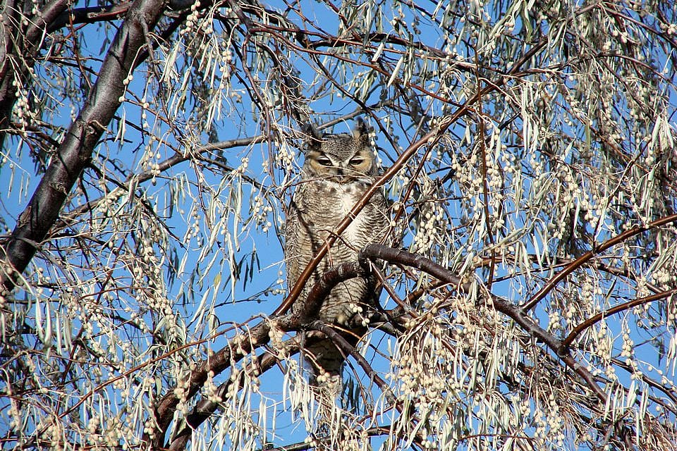 Wild Great-horned Owl In a Russian Olive Tree near the Buffalo Bill Center of the West in Cody, WY