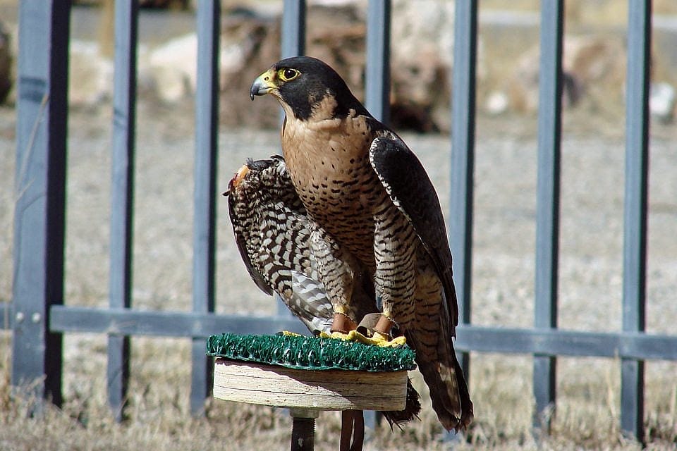 Hayabusa enjoying outside time in our weathering yard. 