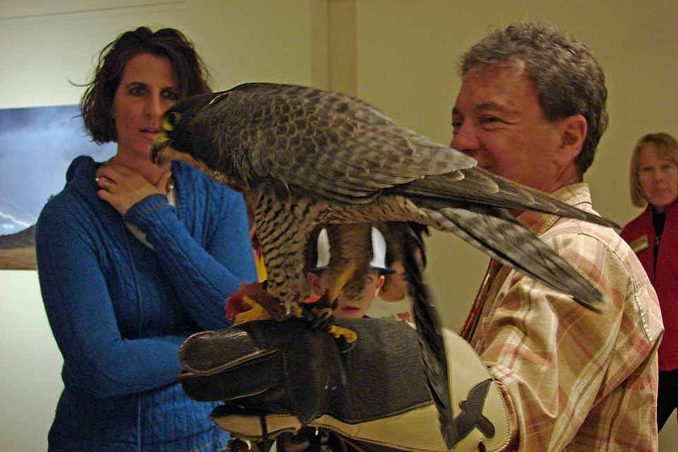 Hayabusa dining on quail, as she stands on Richard's glove. 