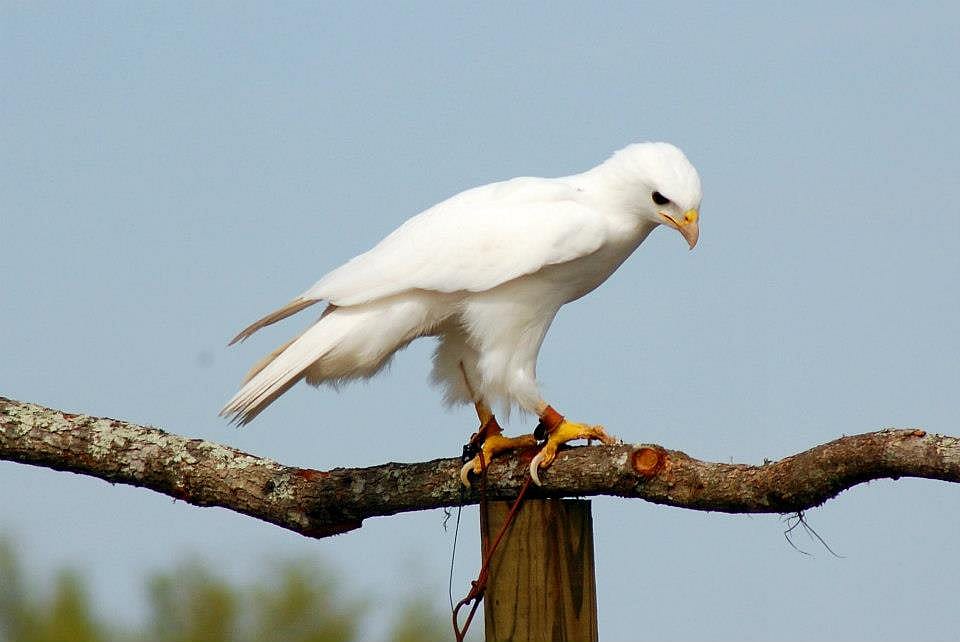 Albino RTH
