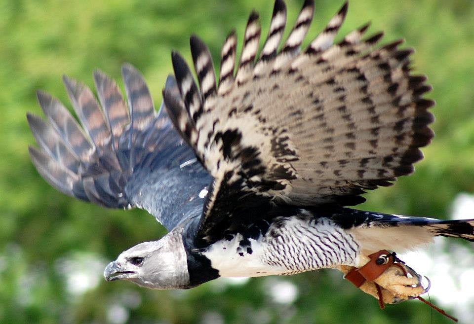 Harpy Wings Fanned
