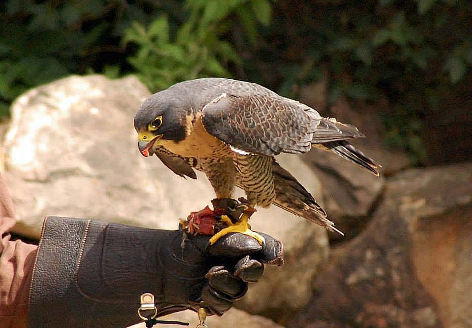 Photo shows our Peregrine Falcon eating part of her meal on a glove.  Demonstrates that it is not a live animal. 