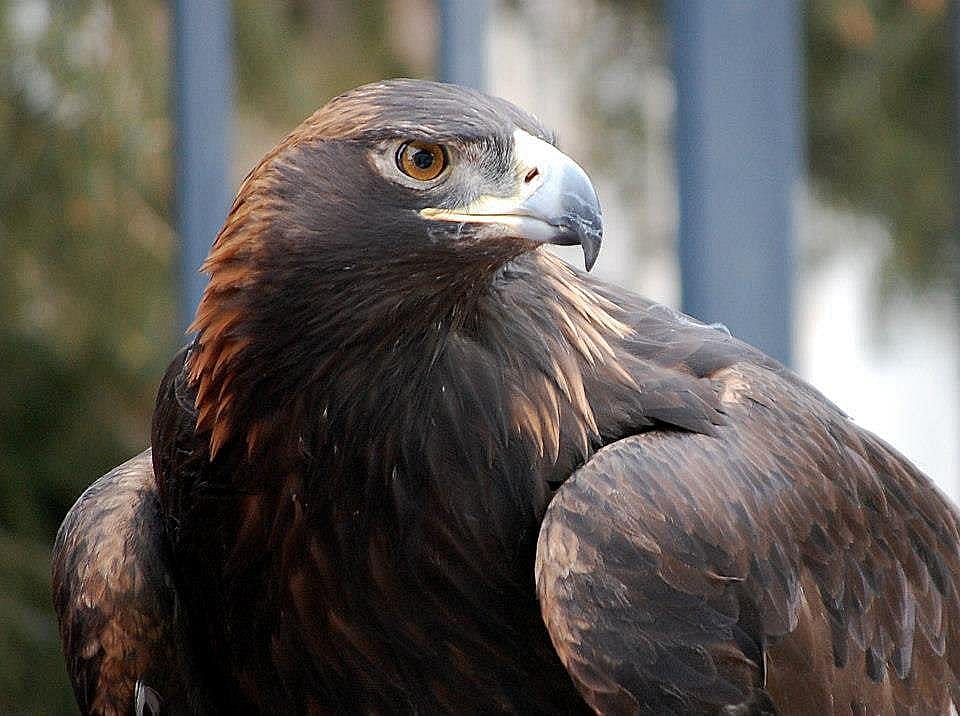 Close up of the head and shoulders of a
Golden Eagle.