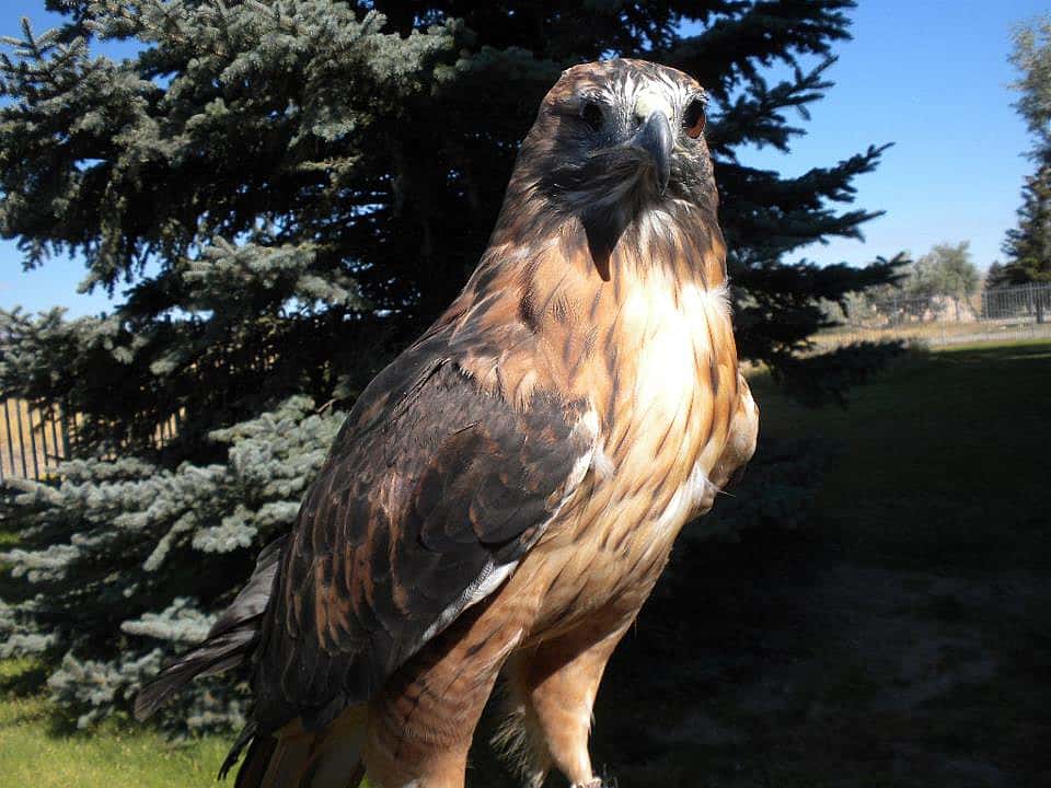 Isham, The Greater Yellowstone Raptor Experience's Red-Tailed Hawk.