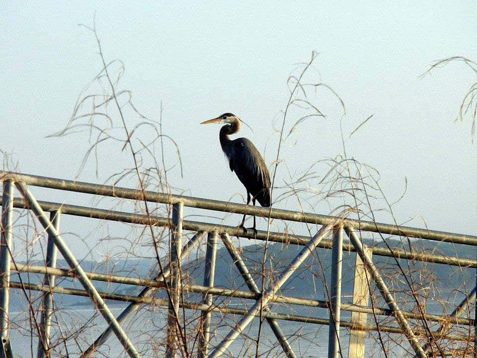 Great Blue Heron in Oklahoma last summer. Peregrine Falcons and Great Horned Owls are both known to attack these birds. We don't have any in our freezer, though. That would be illegal.