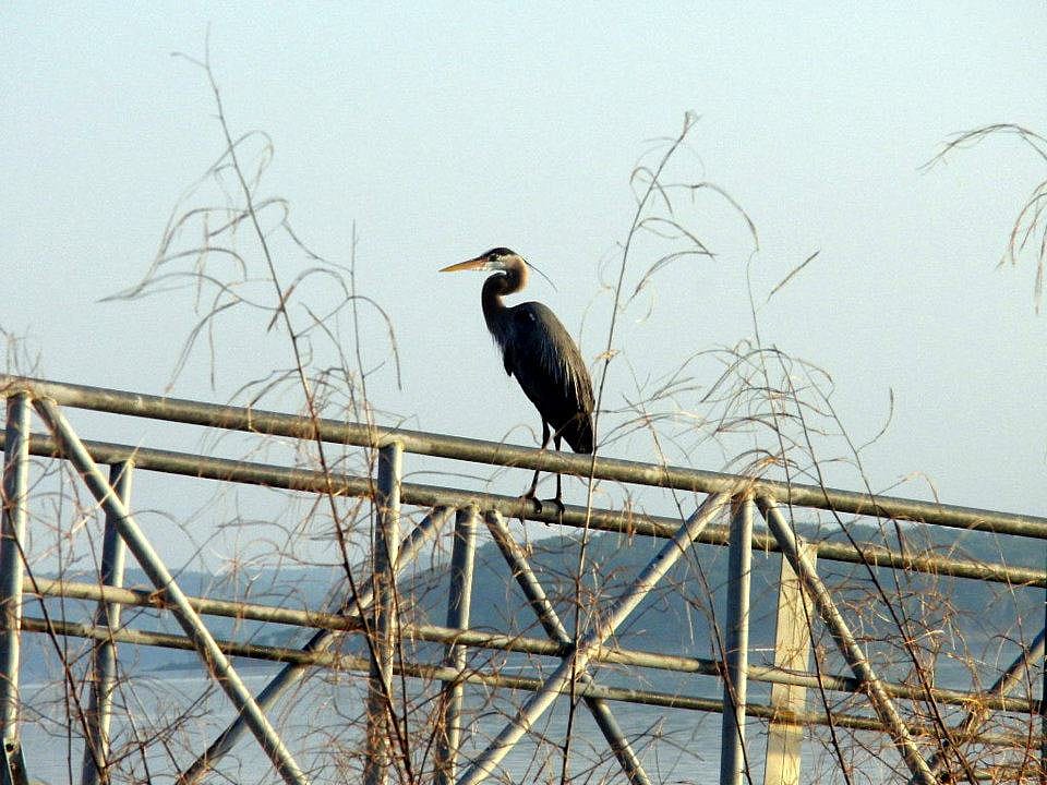 Great Blue Heron in Oklahoma last summer. Peregrine Falcons and Great Horned Owls are both known to attack these birds. We don't have any in our freezer, though. That would be illegal.