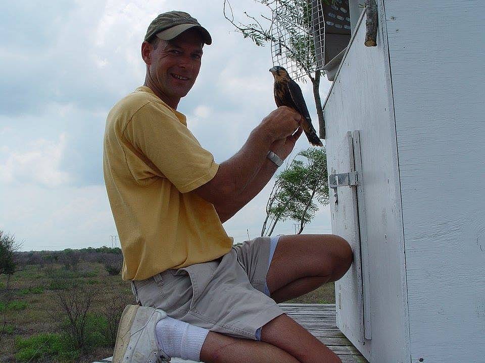 Brian Mutch transferring an Aplomado Falcon to a hack box for release in southern Texas.
