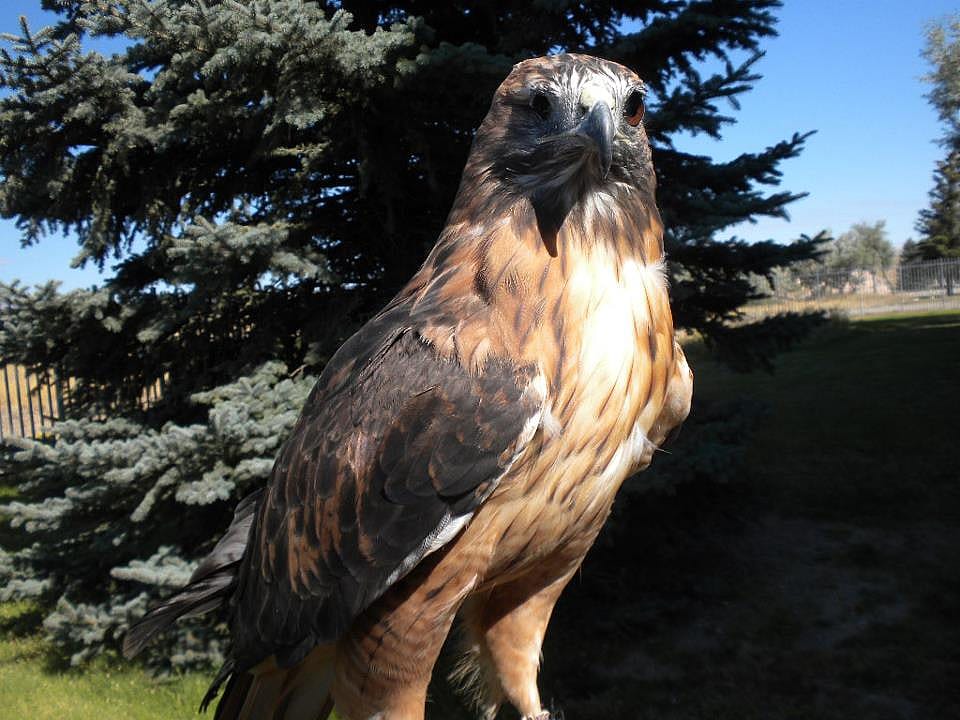 Isham, The Greater Yellowstone Raptor Experience's Red-Tailed Hawk.