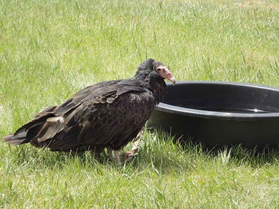 Suli with her water dish