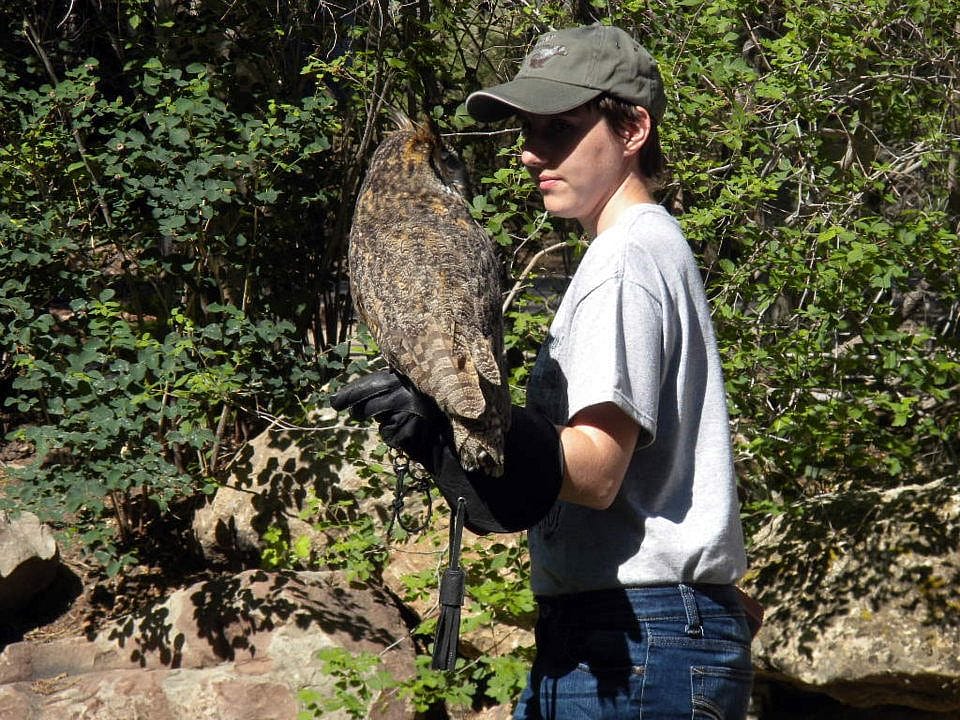 Teasdale the great horned owl and I are mind melding at the Buffalo Blll Center of the West