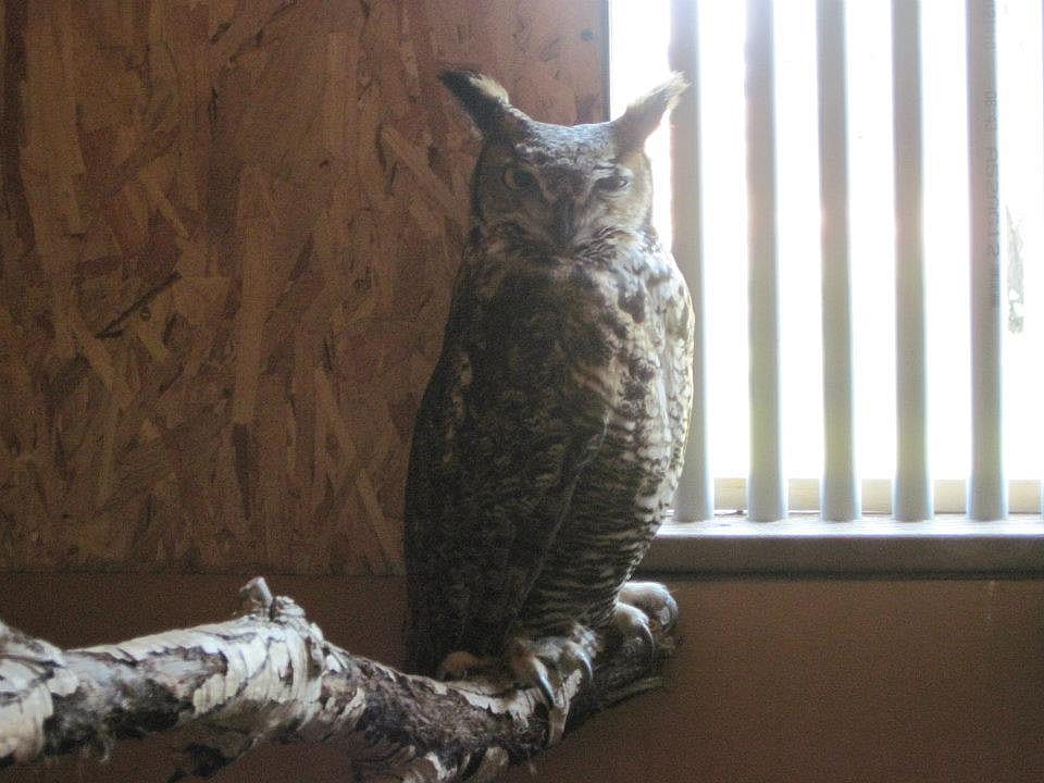 This is how Teasdale greets the new day at the Greater Yellowstone Raptor Experience