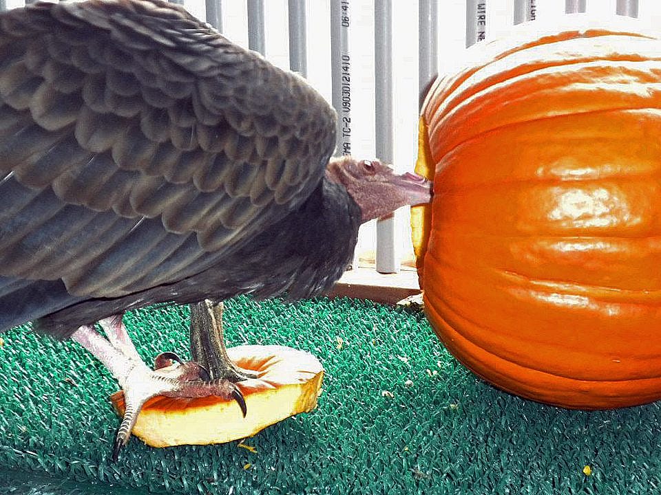 Suli, the turkey vulture at the Buffalo Bill Center of the West, carving her pumpkin.