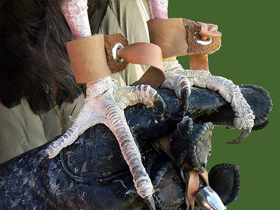Closeup of Turkey Vulture feet perched on a glove.