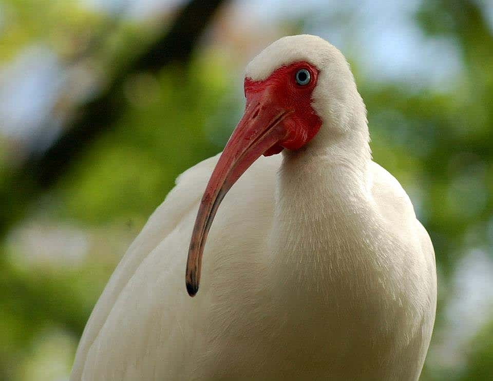 Scarlet Ibis at Tampa's Lowry Park Zoo