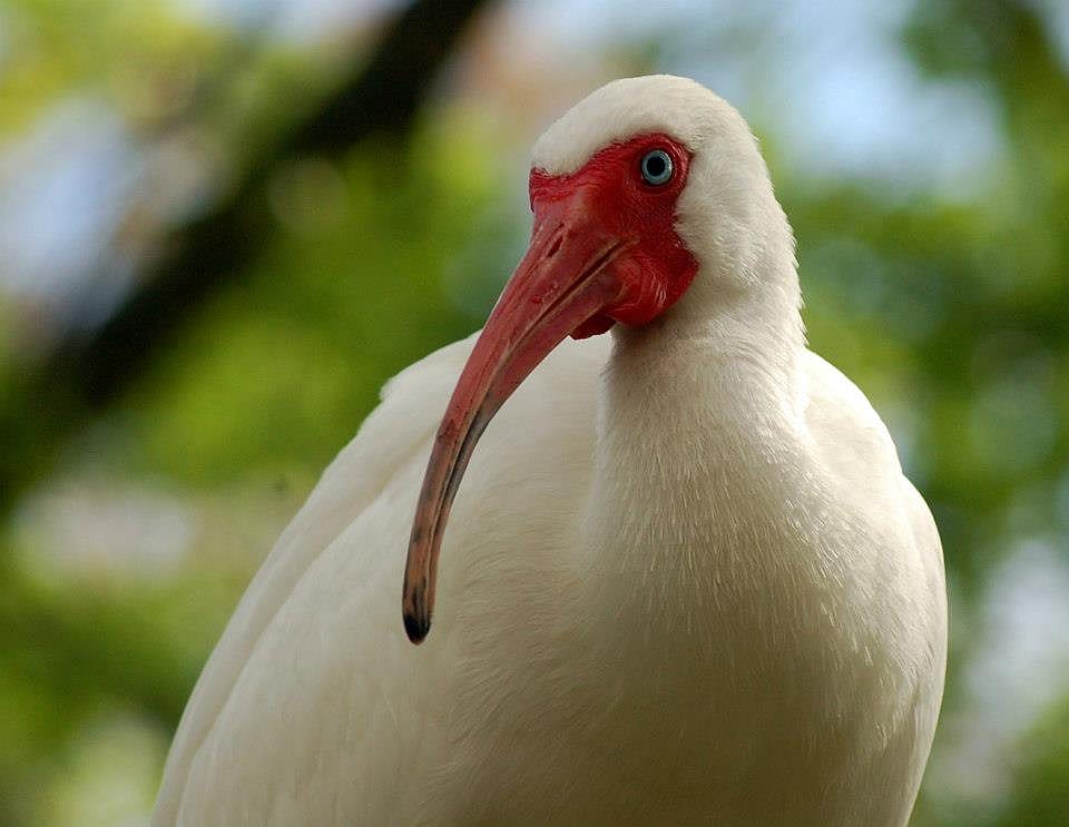 Scarlet Ibis at Tampa's Lowry Park Zoo