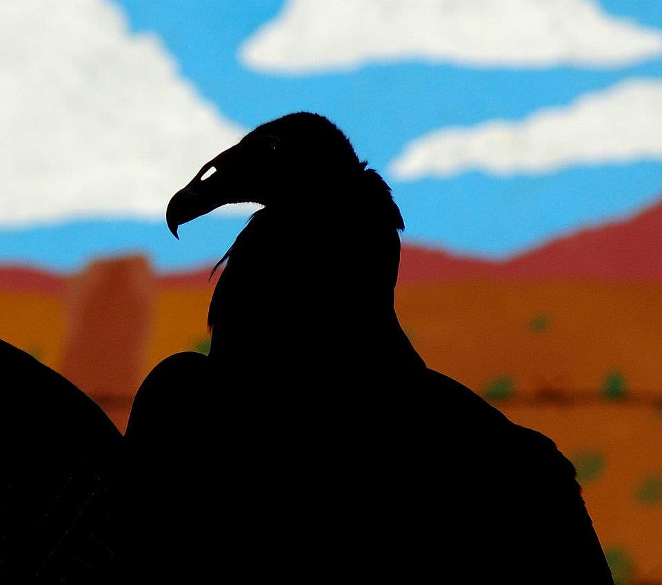 A silhouette of Suli, the turkey vulture at the Draper Museum Raptor Experience.