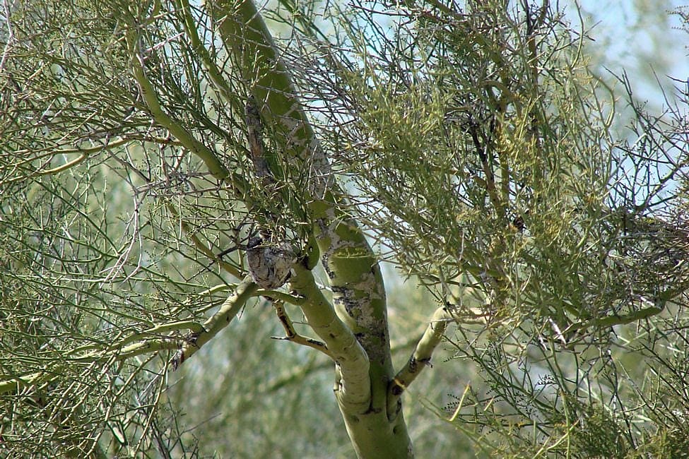 Nest on a cut off tree branch.