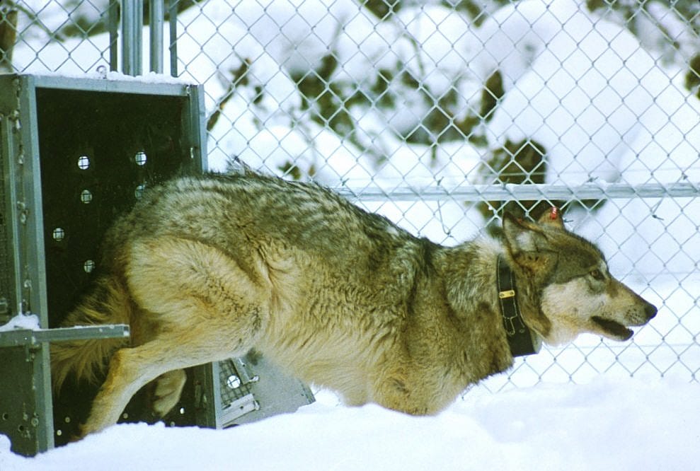 Yellowstone Wolf Release