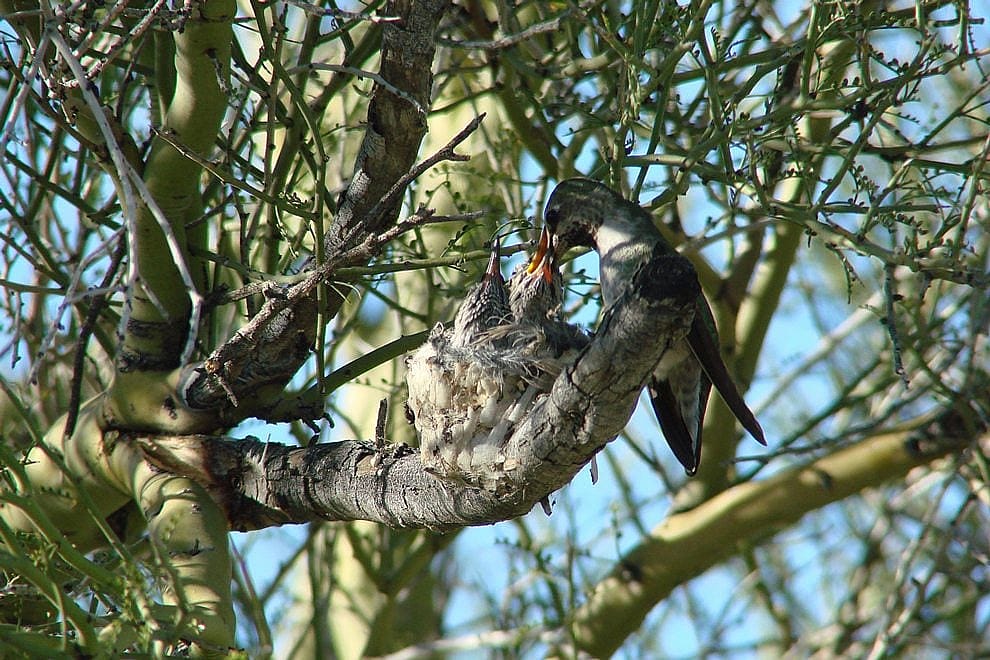 Female Anna's Hummingbird feeding two chicks.