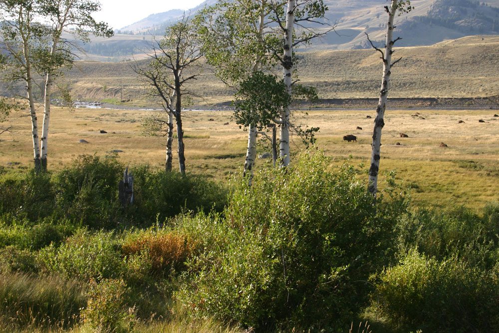 Increased tree and shrub growth in Yellowstone's Northern Range may reflect a trophic cascade started by wolf reintroduction.