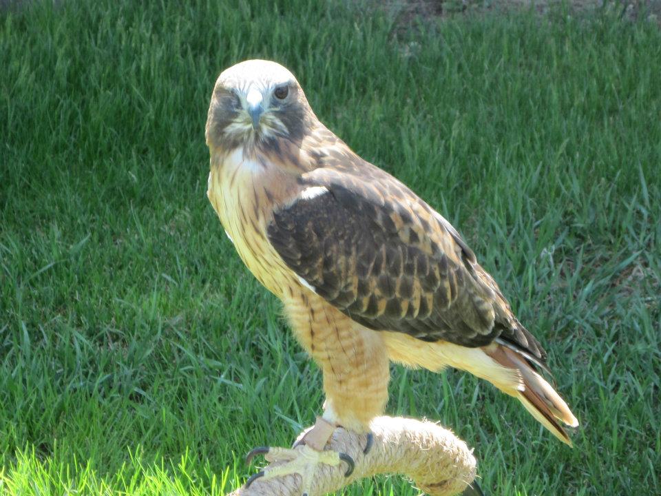 Isham, the red-tailed hawk at the Buffalo Bill Center of the West