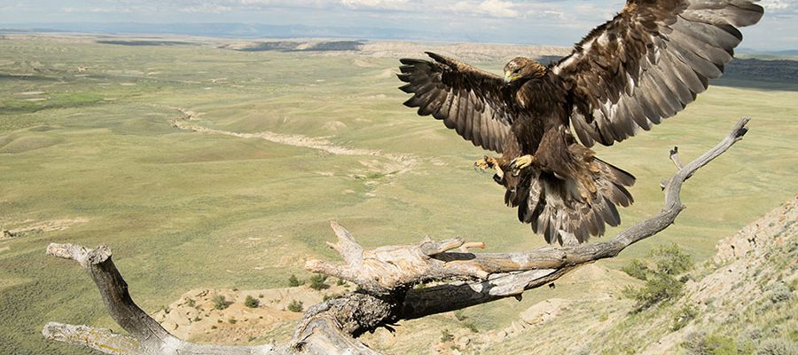 Golden eagle. Moosejaw Bravo Photography image.